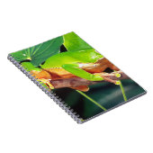 Carnet Giant Bicolor Monkey Treefrog, Phyllomedusa (Côté Droit)