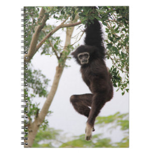 Carnet Gibbon se balançant d'un arbre