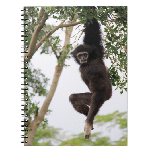 Carnet Gibbon se balançant d'un arbre (Devant)