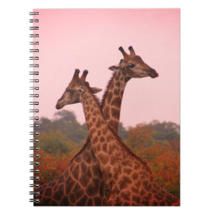 Carnet Girafe au ciel rose