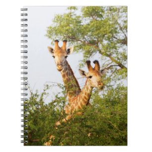 Carnet Girafes dépassant de la végétation