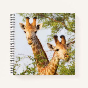 Carnet Girafes dépassant de la végétation
