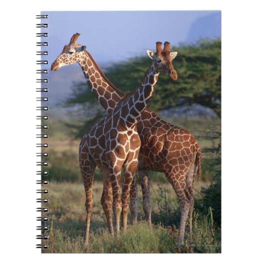 Carnet Girafes majestueuses (Devant)