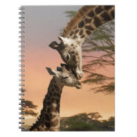 Girafes se saluant