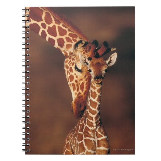 Carnet Giraffe adulte avec veau (Giraffa camelopardalis) (Devant)