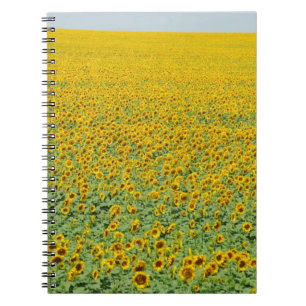 Carnet Gisement jaune de tournesol