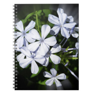 Carnet Globe des fleurs