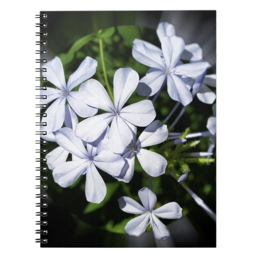Carnet Globe des fleurs (Devant)