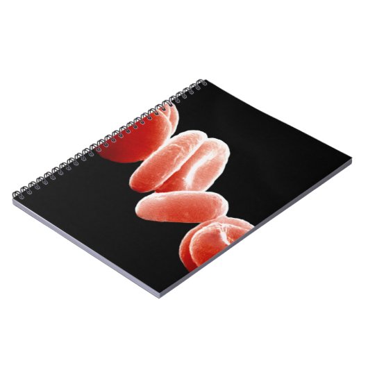 Carnet Globules rouges (Côté gauche)