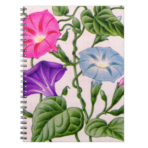 Carnet gloire matinale en bleu et rose