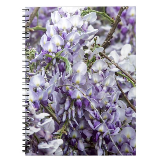Carnet Glycine (Devant)