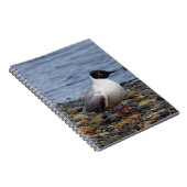 Carnet Goéland de Bonaparte à la plage (Côté Droit)