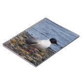 Carnet Goéland de Bonaparte à la plage (Côté gauche)