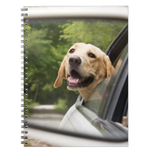 Carnet Golden Labrador En Réarview Mirror