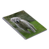 Carnet Golden retriever courant 2 (Côté Droit)