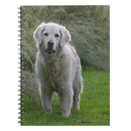Carnet Golden retriever courant 2 (Devant)