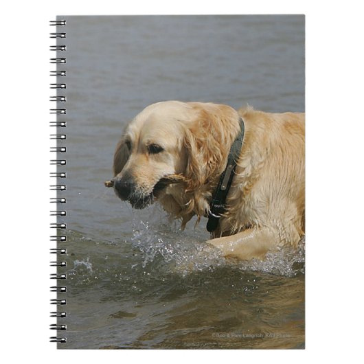 Carnet Golden retriever dans l'eau (Devant)