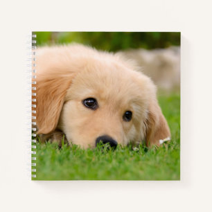 Carnet Golden Retriever mignon Chiot Dreams Chien Tête P