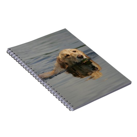 Carnet Golden retriever nageant (Côté Droit)