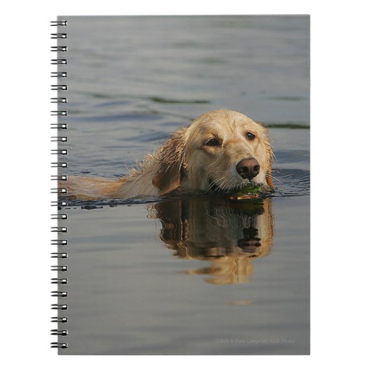 Carnet Golden retriever nageant (Devant)