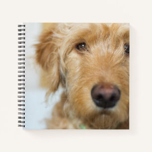 Carnet Goldendoodle Puppy Closeup