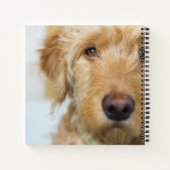 Carnet Goldendoodle Puppy Closeup (Dos)