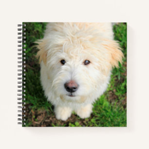 Carnet Goldendoodle Puppy regarde l'appareil photo