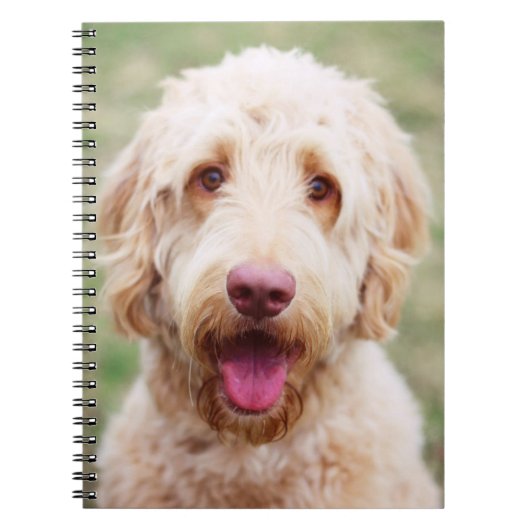 Carnet Goldendoodle souriant (Devant)
