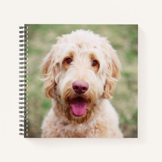 Carnet Goldendoodle souriant (Devant)