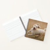 Carnet Goldendoodle Traverse L'Herbe (Intérieur)