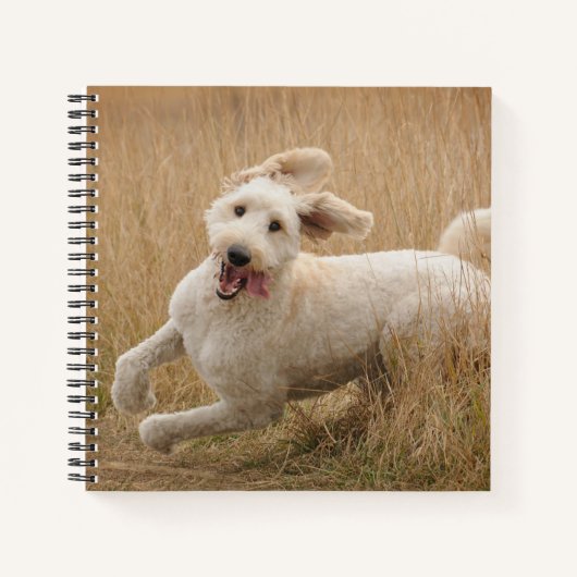 Carnet Goldendoodle Traverse L'Herbe (Devant)