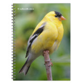 Carnet Goldfinch américain masculin sur le bambou (Devant)