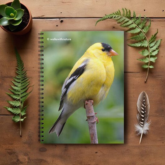 Carnet Goldfinch américain masculin sur le bambou