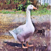 CARNET GOOSE