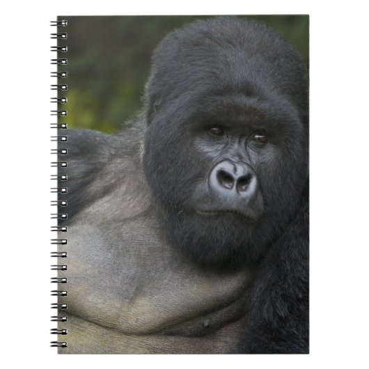 Carnet Gorille des montagnes et dos argenté (Devant)