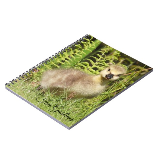 Carnet Gosling (Oie du Canada) (Côté gauche)