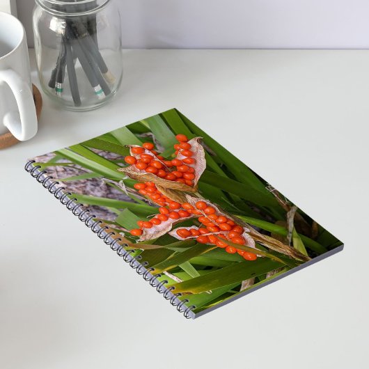 Carnet Gousses de graines d'Iris puant Orange Photo