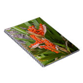 Carnet Gousses de graines d'Iris puant Orange Photo (Côté Droit)
