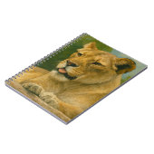 Carnet Grace Skybound - Lioness sur la haie (Côté gauche)