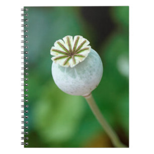 Carnet Graine de tête de fleur de pavot, Cap-Occidental