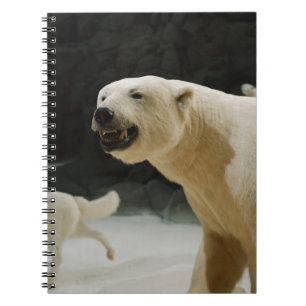 Carnet Graine d'ours polaire