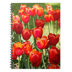 Carnet Grand champ de tulipes rouges