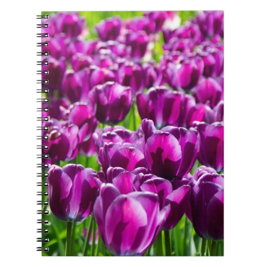 Carnet Grand champ de tulipes violettes    (Devant)