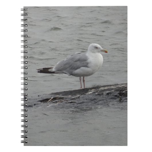 Carnet Grand goéland (Devant)