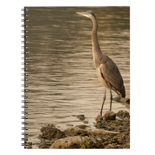 Carnet Grand héron bleu (Devant)