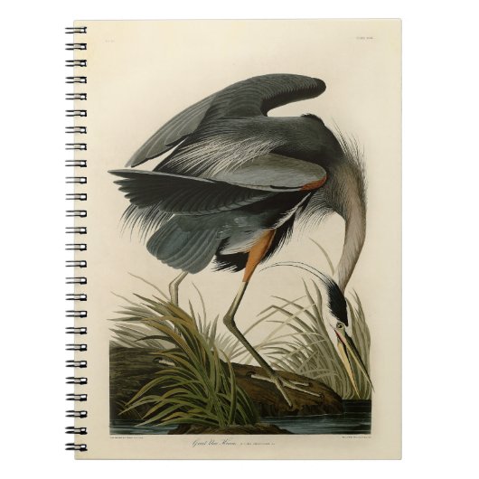 Carnet Grand Héron bleu d'Audubon Marais Oiseau (Devant)