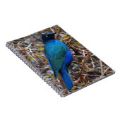 Carnet Grand oiseau de Starling de race bleue (Côté Droit)