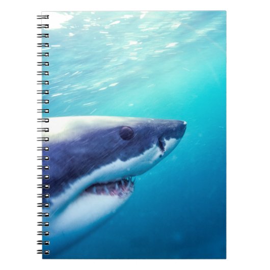 Carnet Grand requin blanc | Afrique du Sud (Devant)