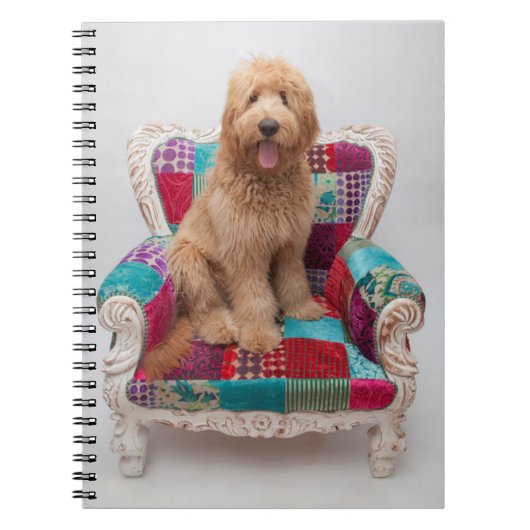Carnet Grandes images| Coute Goldendoodle (Devant)