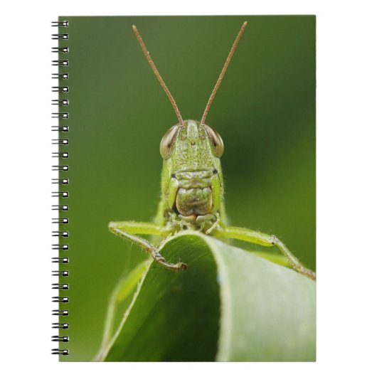 Carnet Grasshopper sur la feuille, Grasshopper Face Gros  (Devant)